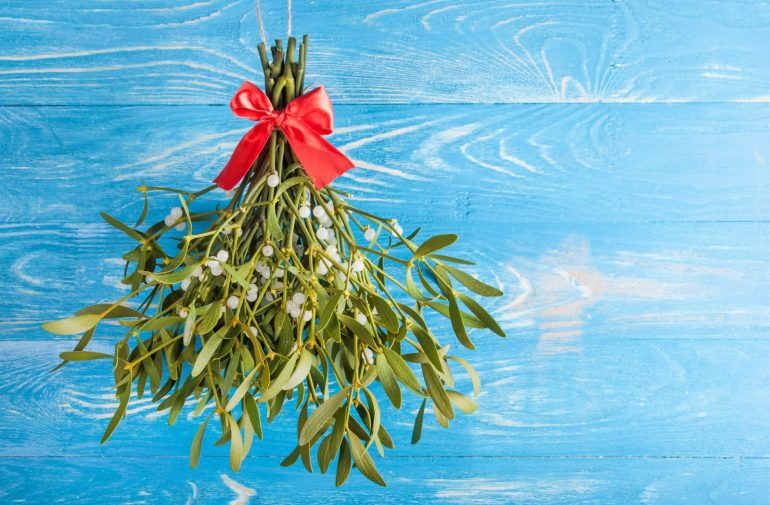 Mistletoe close up