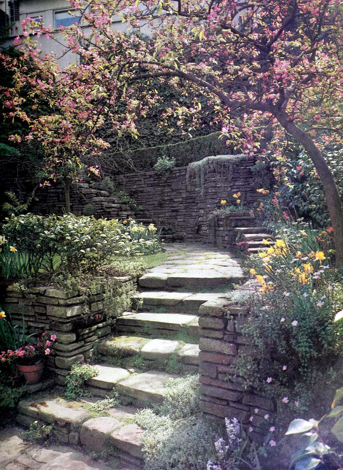 A walled garden overflowing with flowers and plants (1962)